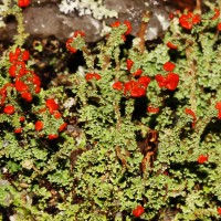 <i>Cladonia didyma</i> (F  e) Vain.